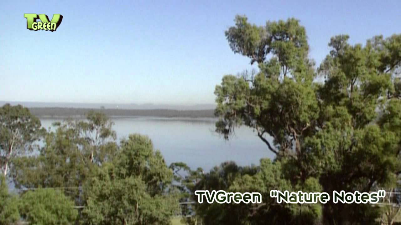 Blue Mountains bio-diversity