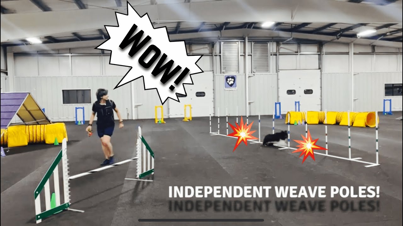 Weave Pole Independence: Basic exercises