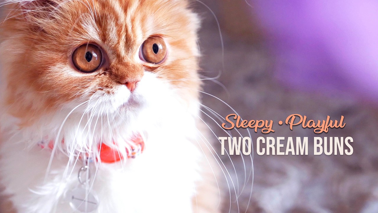Relaxing Cat Video: Kittens Sleeping and Playing. Nap Time & Fun #sleepycat #kittentherapy