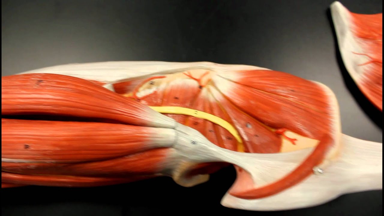 MUSCULAR SYSTEM ANATOMY: Gluteal region muscles model description. Somso