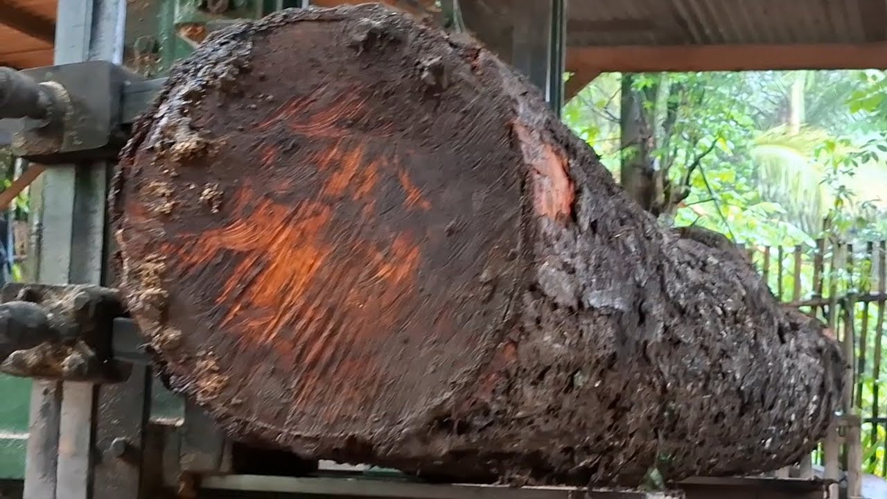 Old red wood is sawn at a sawmill for furniture board material. 