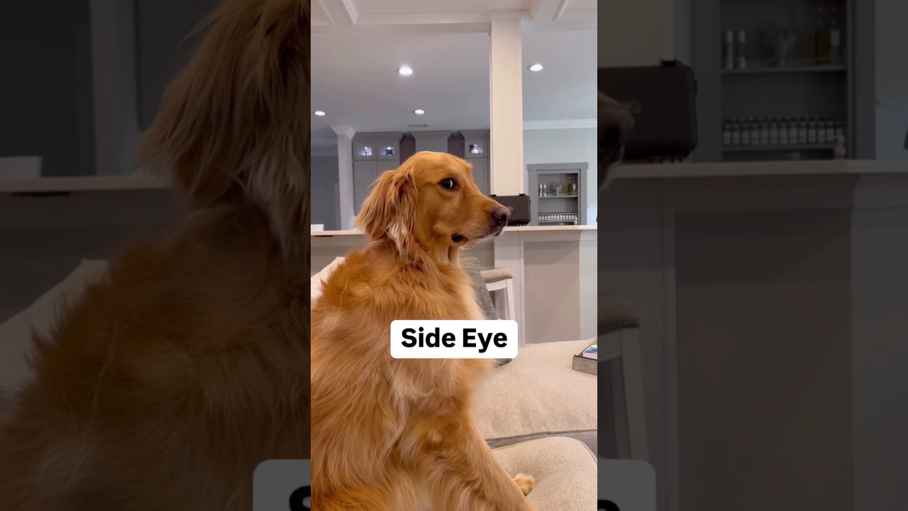 Owning a golden retriever is tough! ￼
