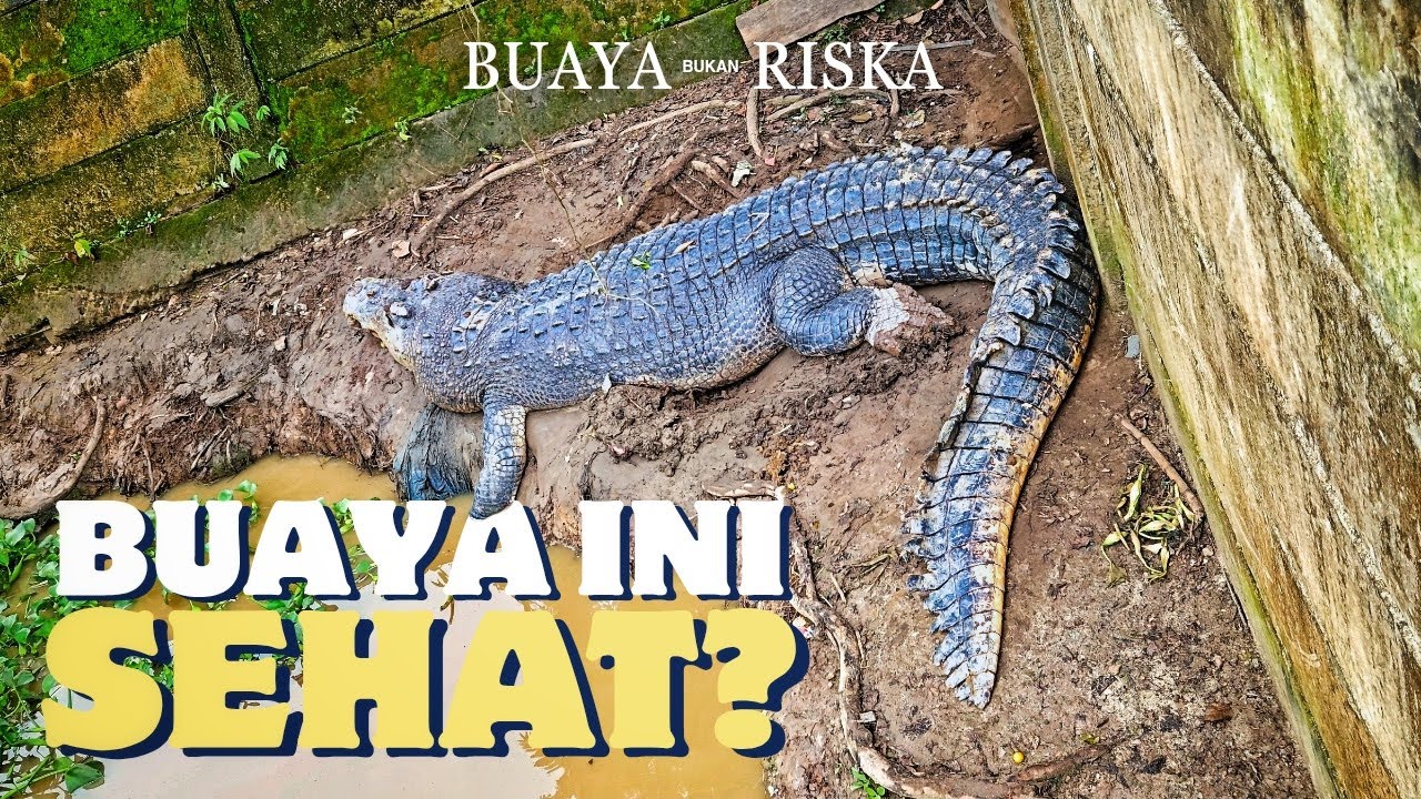 KONDISI BUAYA TERITIP BALIKPAPAN, SEBENARNYA NORMAL?