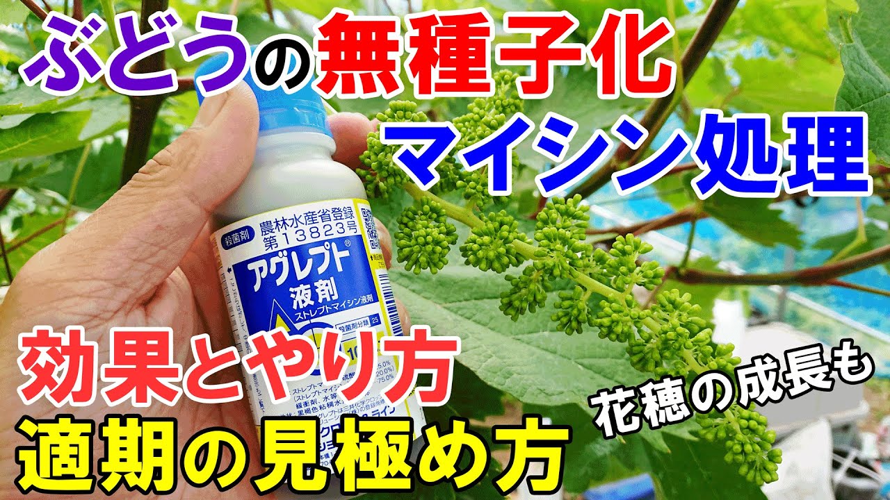 ぶどうの無種子化　マイシン処理のやり方と作業適期の見極め方　3種の花穂の成長具合もご紹介