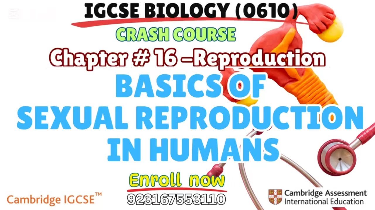 IGCSE biology | Reproduction in Humans-Basics