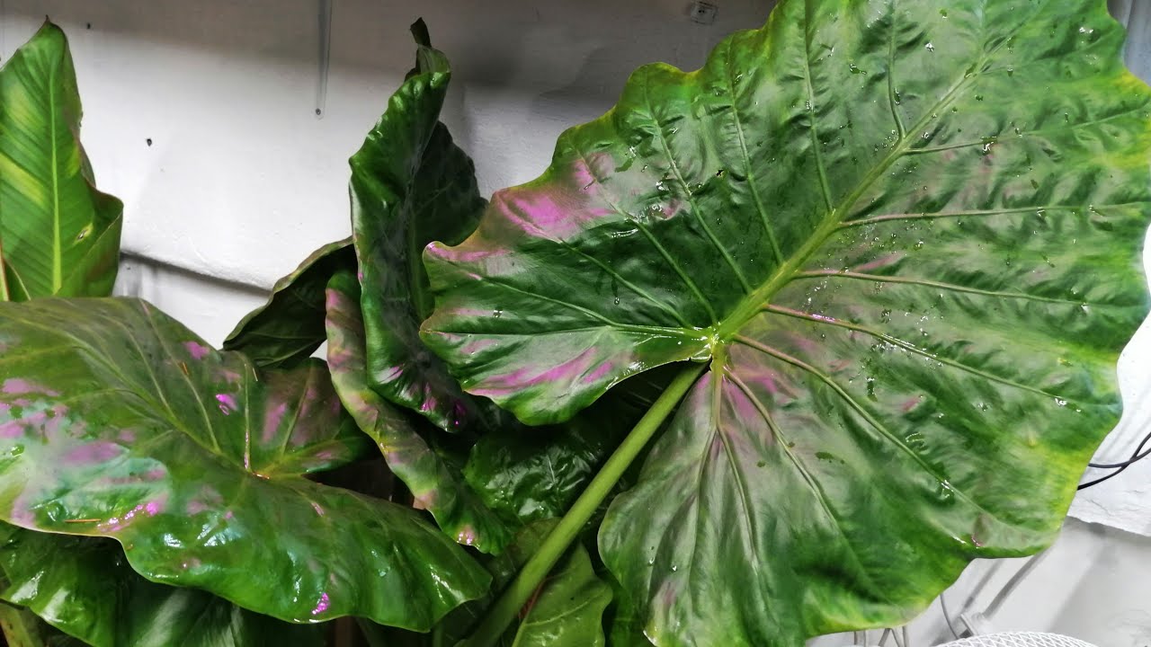 437#. Alocasia Odora - wykopki 9.11.20