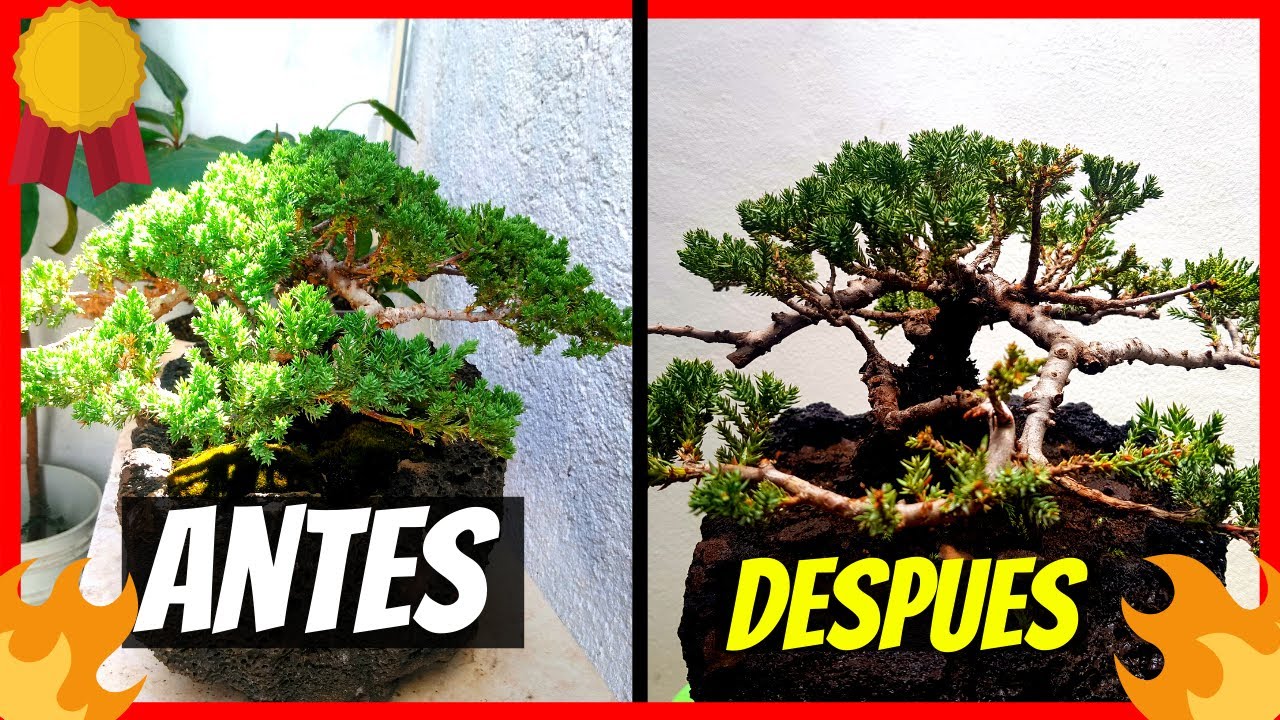 COMO PODAR un BONSAI PASO a PASO🌳(MUY BIEN EXPLICADO) la MEJOR forma de PODAR tu BONSAI ✔