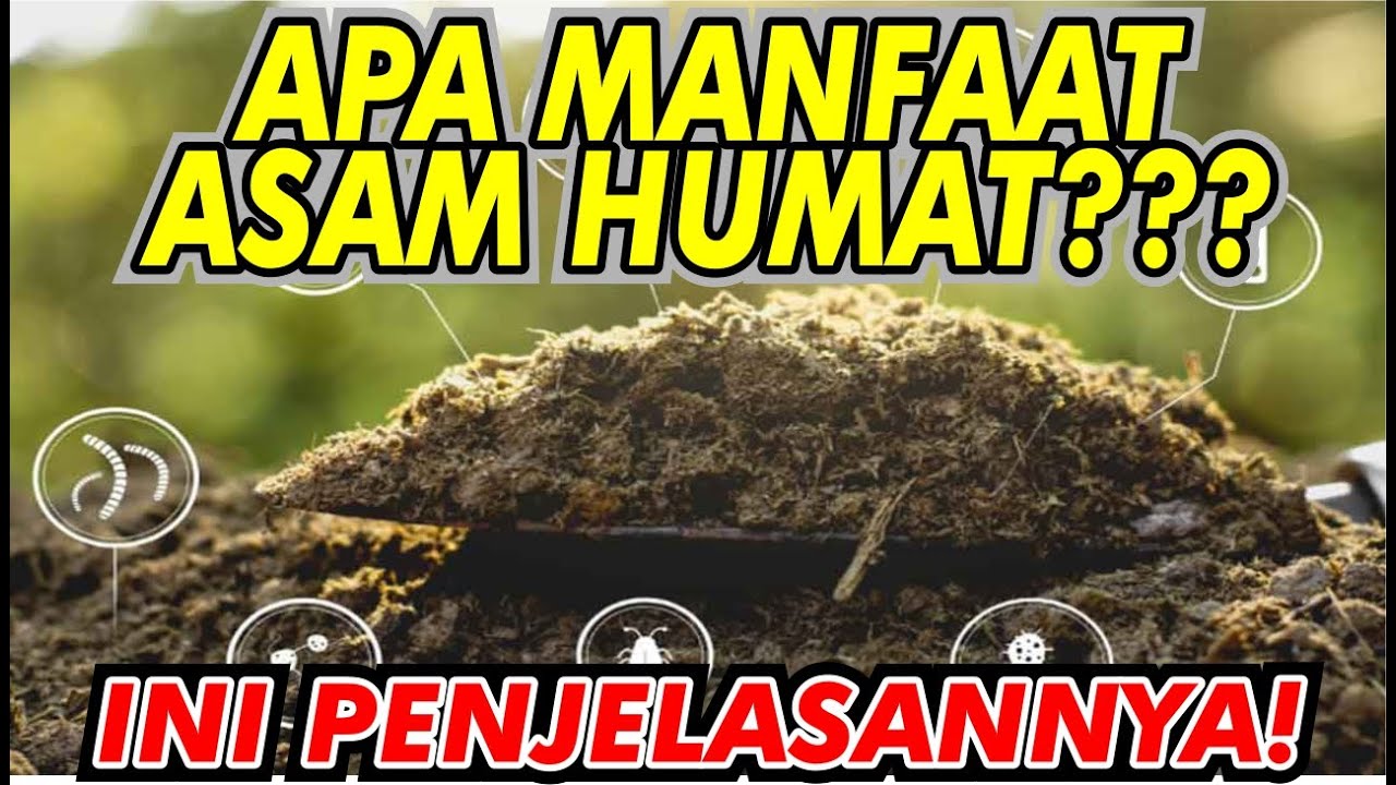 Apa Manfaat Asam Humat??