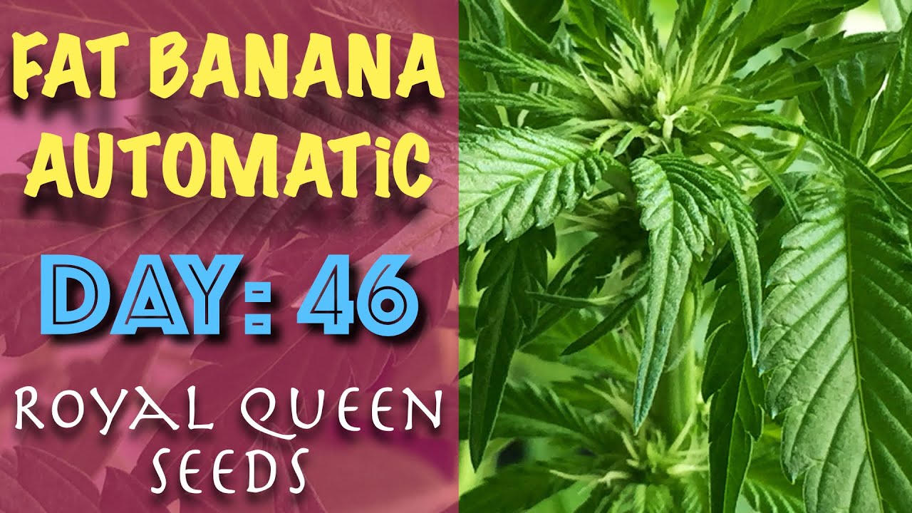 [ Day: 46 ] Fat Banana Automatic - Windowsill Grow 2020 | ROYAL QUEEN SEEDS