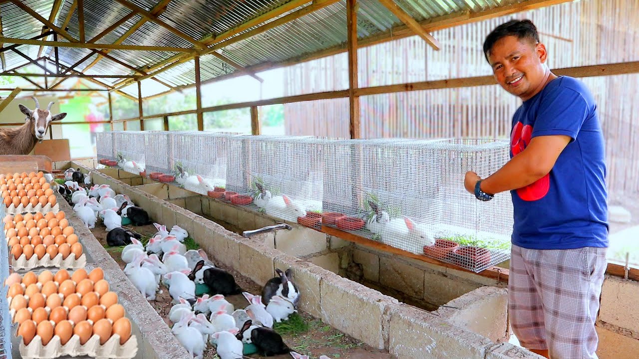 Harvesting Eggs & making a Rabbit cage using welded screen (Farm enclosure & Breeding pen update)
