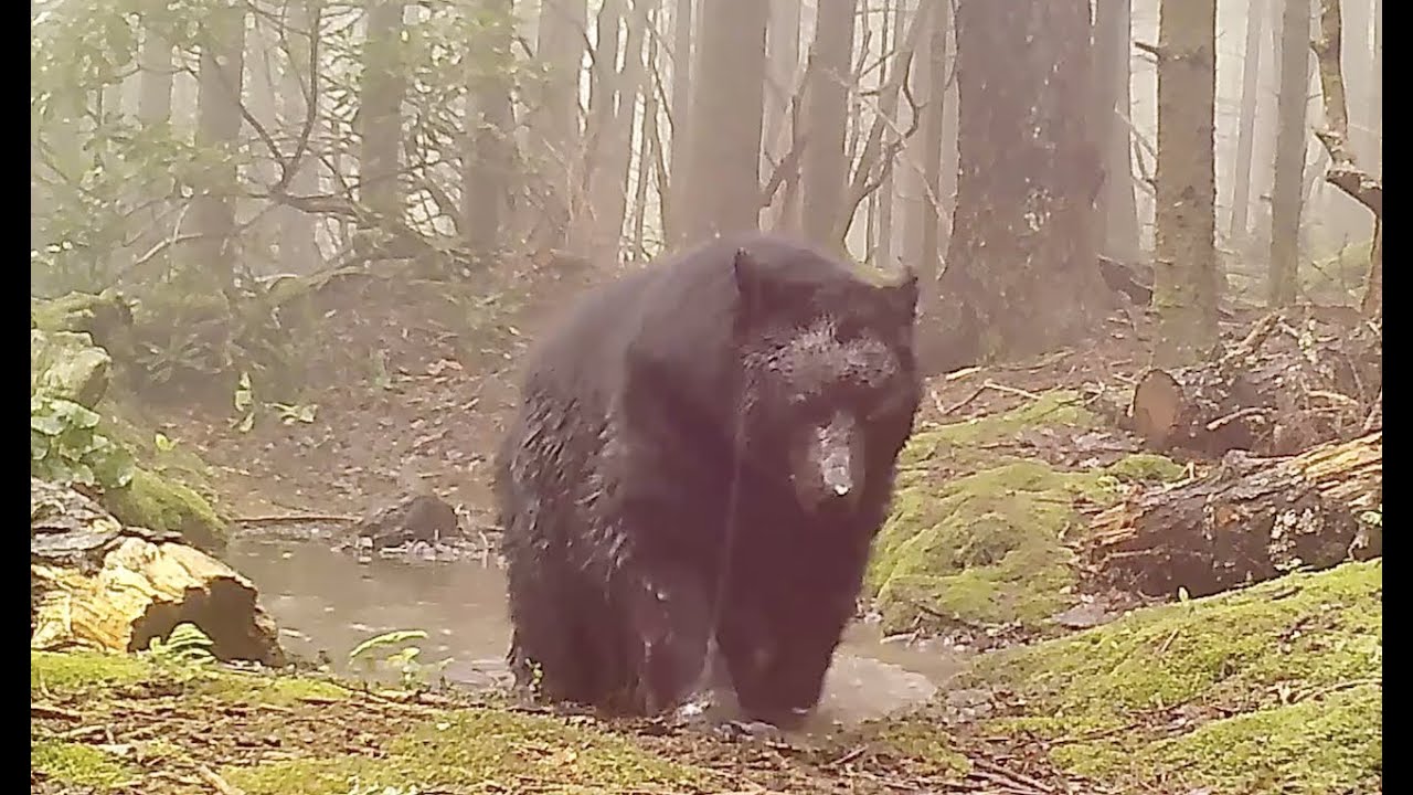 Scent Marking in Black Bears