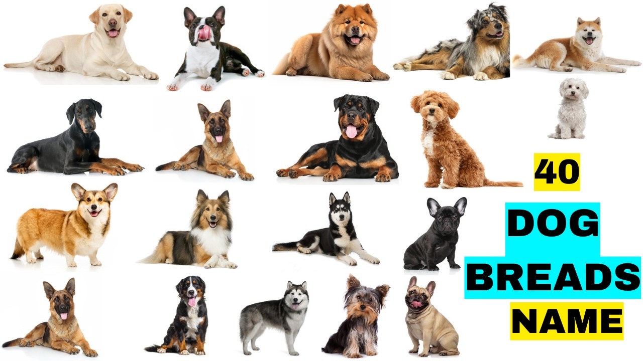 Dog Breeds Vocabulary ll 130 Dogs Breeds Names In English With Pictures ll 40 Popular Dogs