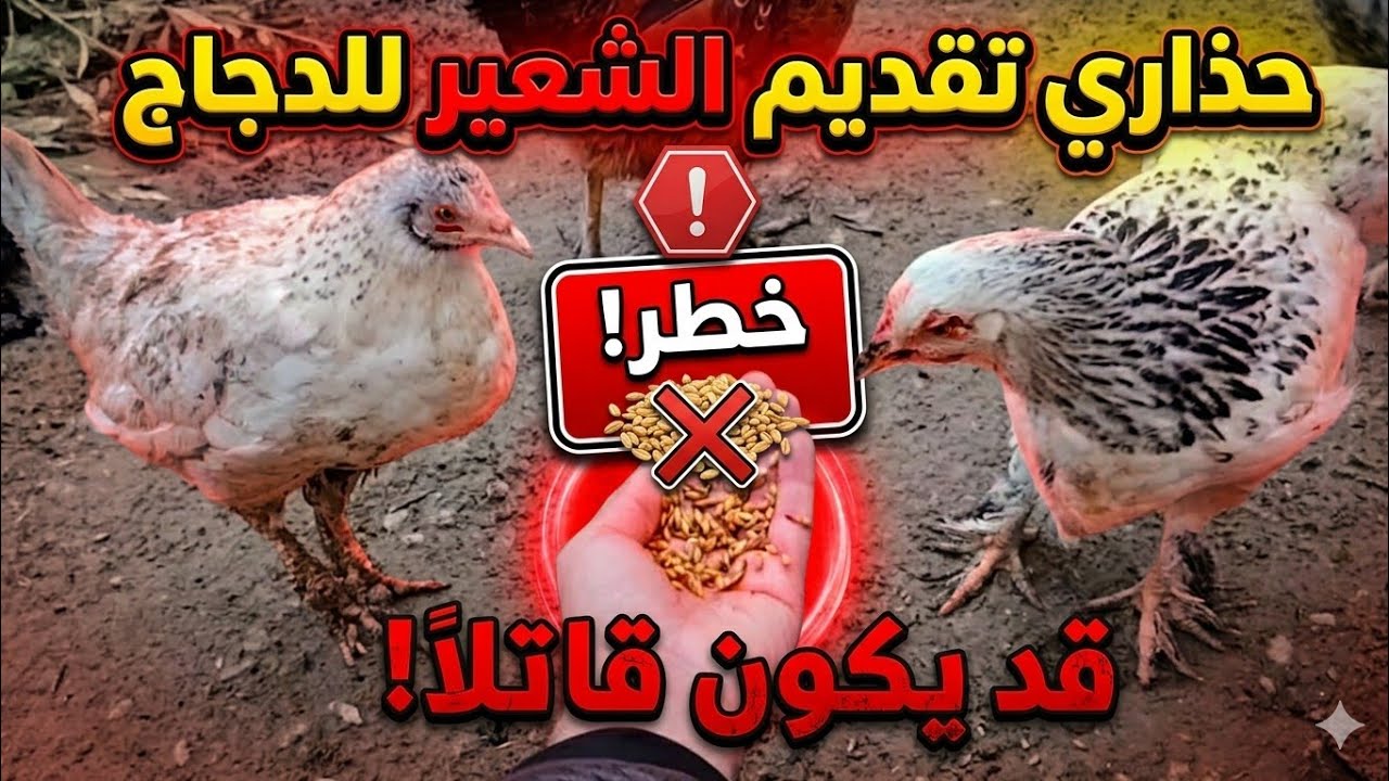 حذاري من تقديم الشعير للدجاج😱