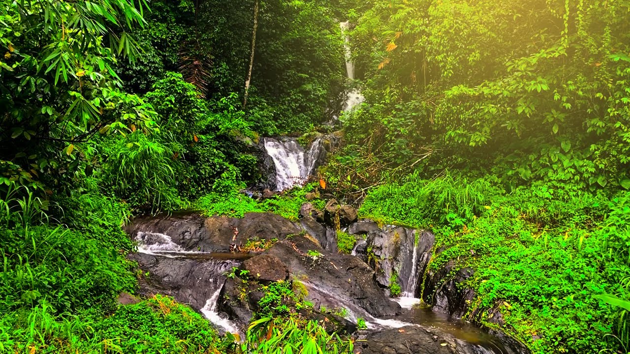 4K Forest River Nature Sounds - Gentle Stream, Birdsong & Sunlight | Relaxing Ambience for Sleep