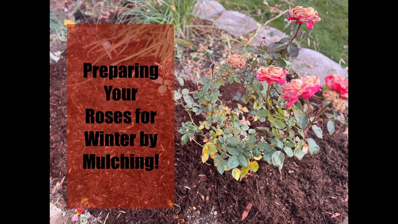 Prepare your roses for winter by mulching