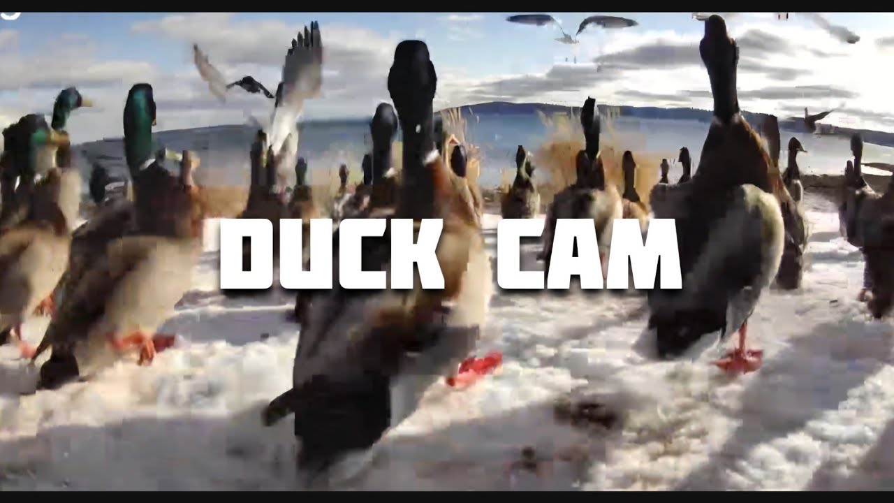 Duck Cam - Wild Mallards, Crows and Seagull Feeding along the Mid Coast