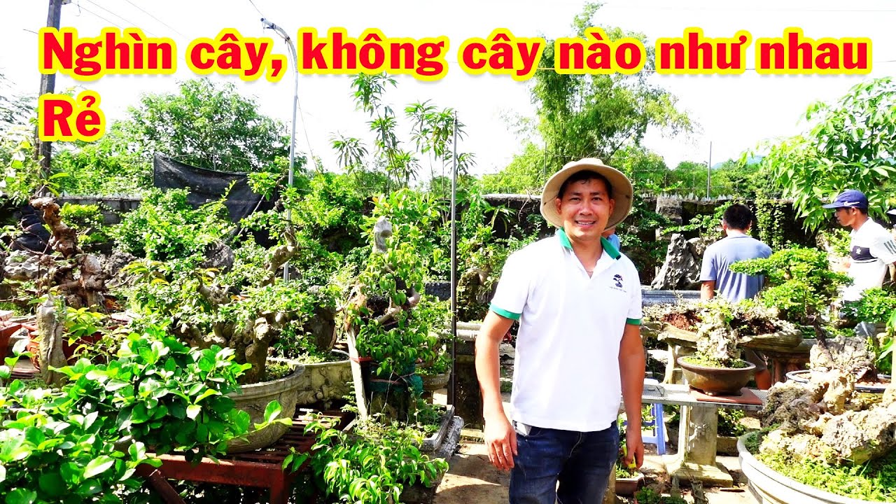 Đến vườn này chắc chắn có cây mang về, vài trăm nghìn cũng mua được cây đẹp, duối, si, tường vi