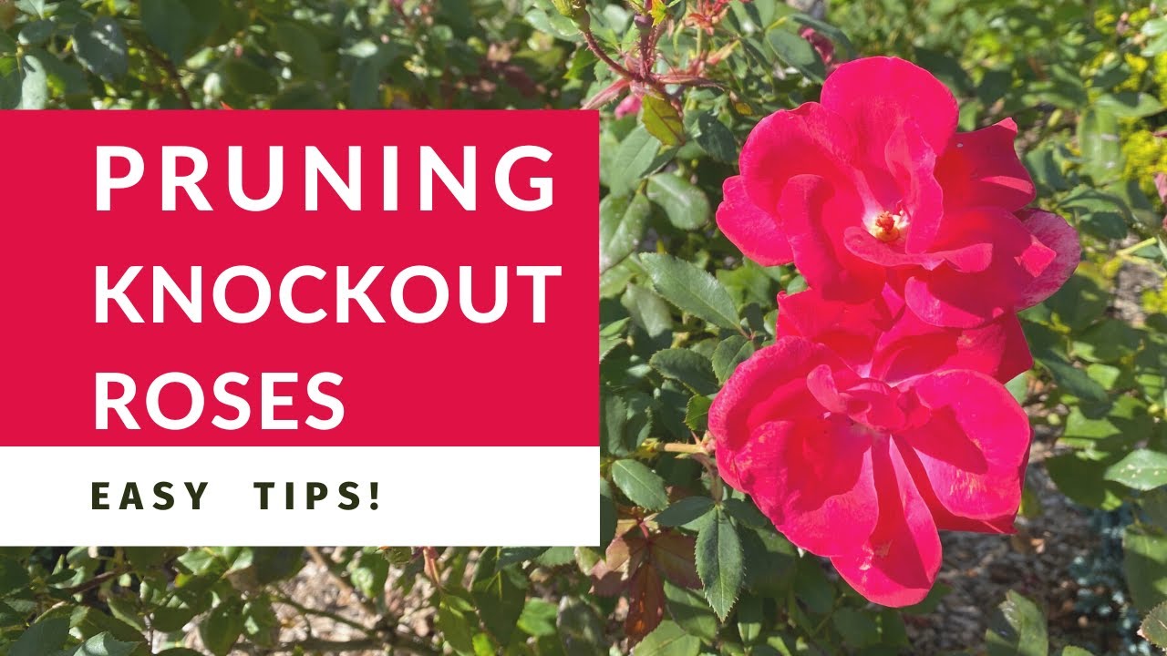 Pruning Knockout Roses: Complete Step-by-Step Guide