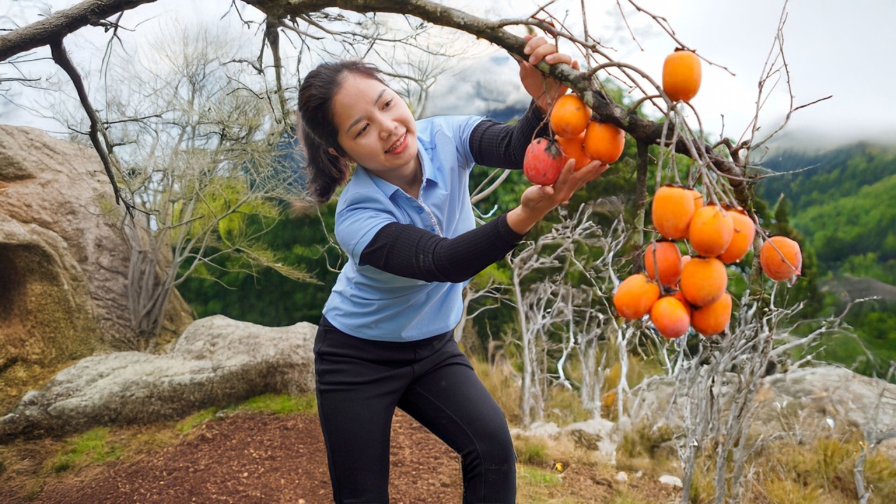 Harvesting Huge Persimmon (30kg!) Selling at Market &ndash; Hana Daily Life 686 | Farm Life