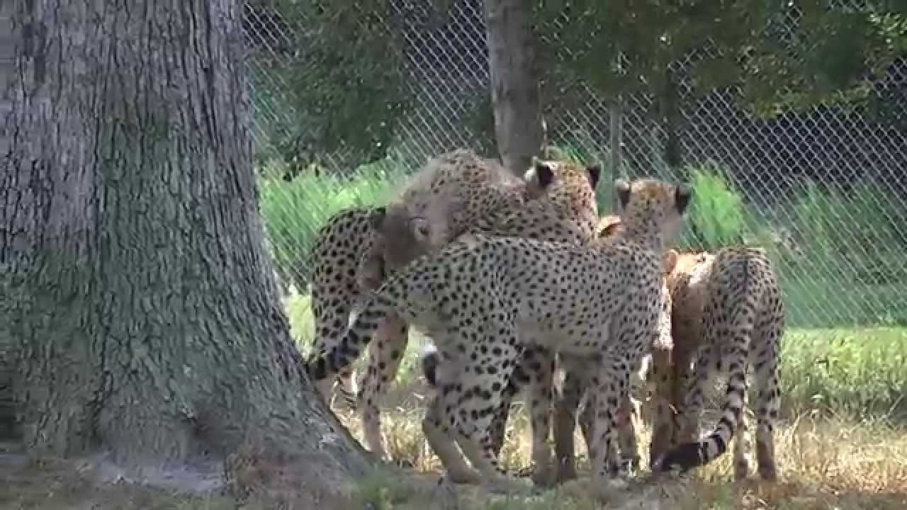 July Cheetah Update