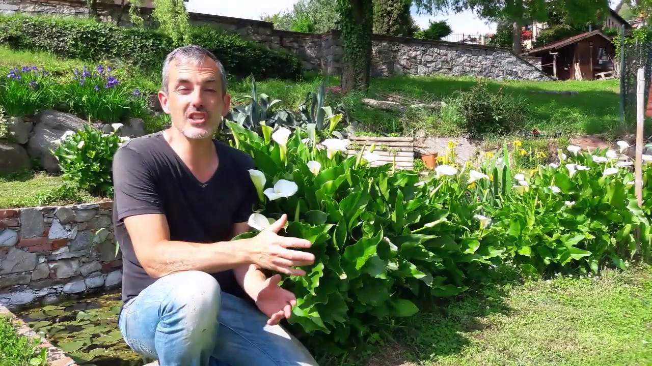 4 consigli per ottenere dalle calle splendide fioriture
