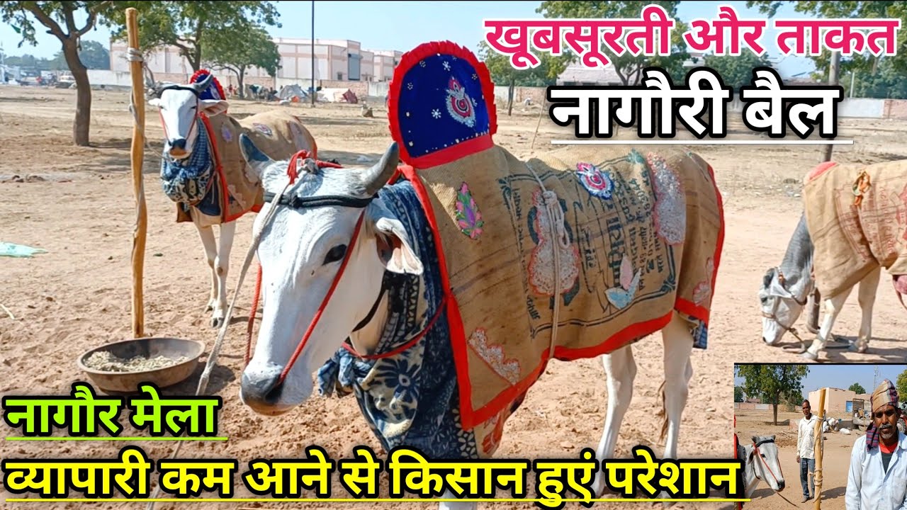 नागौरी बैलों के व्यापारी कम आने से किसान हुए परेशान। नागौर मेला 2023। Nagaur Mela 2023।