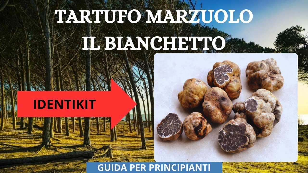 IDENTIKIT del TARTUFO MARZUOLO: La Prima Guida per Principianti alla Ricerca di Questa Specialità