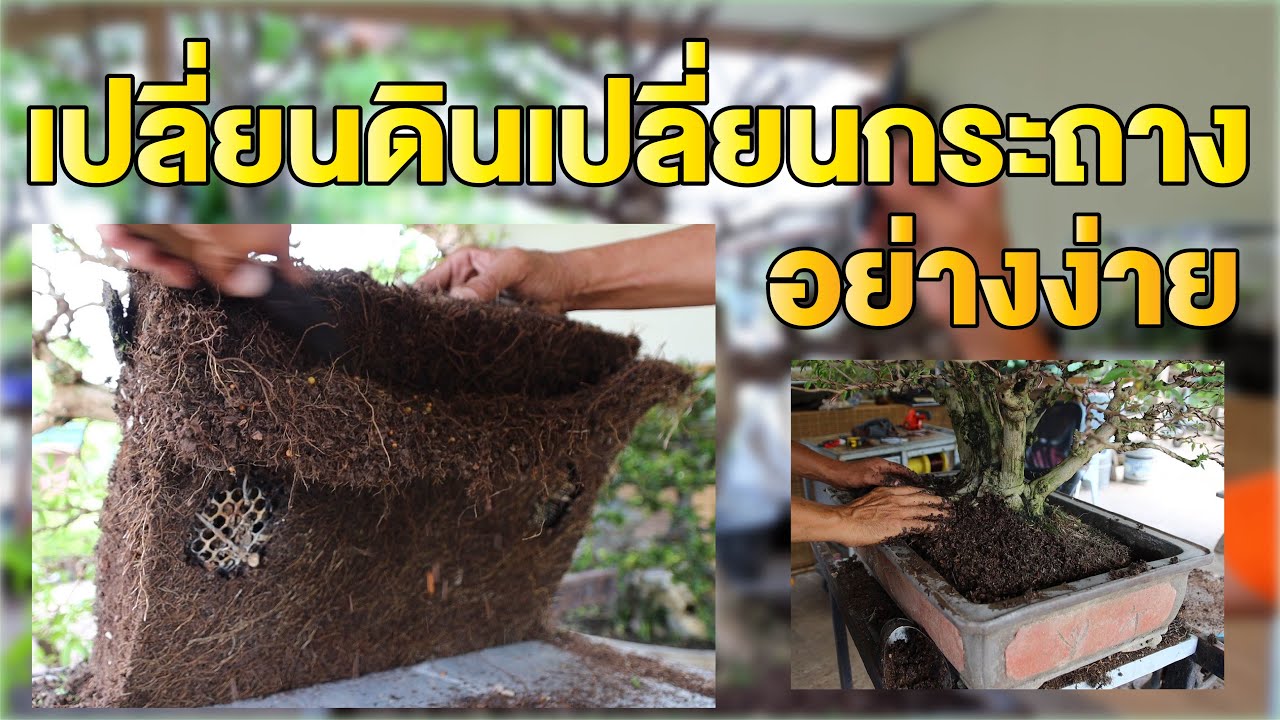 Bonsai Station เทคนิคการเปลี่ยนดินเปลี่ยนกระถางอย่างง่ายๆ (หมากเมเปิ้ล)