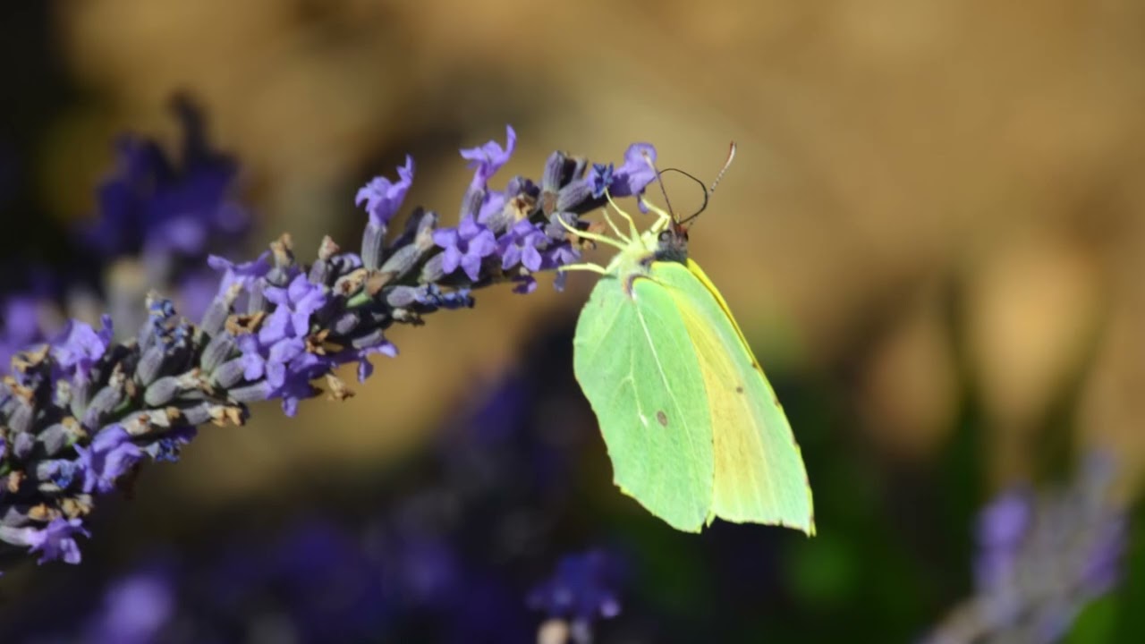 Des champs de lavandes en Provence.
