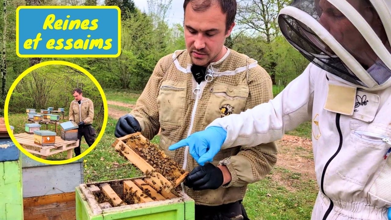 Les CRITERES ESSENTIELS de Quentin dans son &eacute;levage de reines et d'essaims (Abeilles et C&icirc;mes)