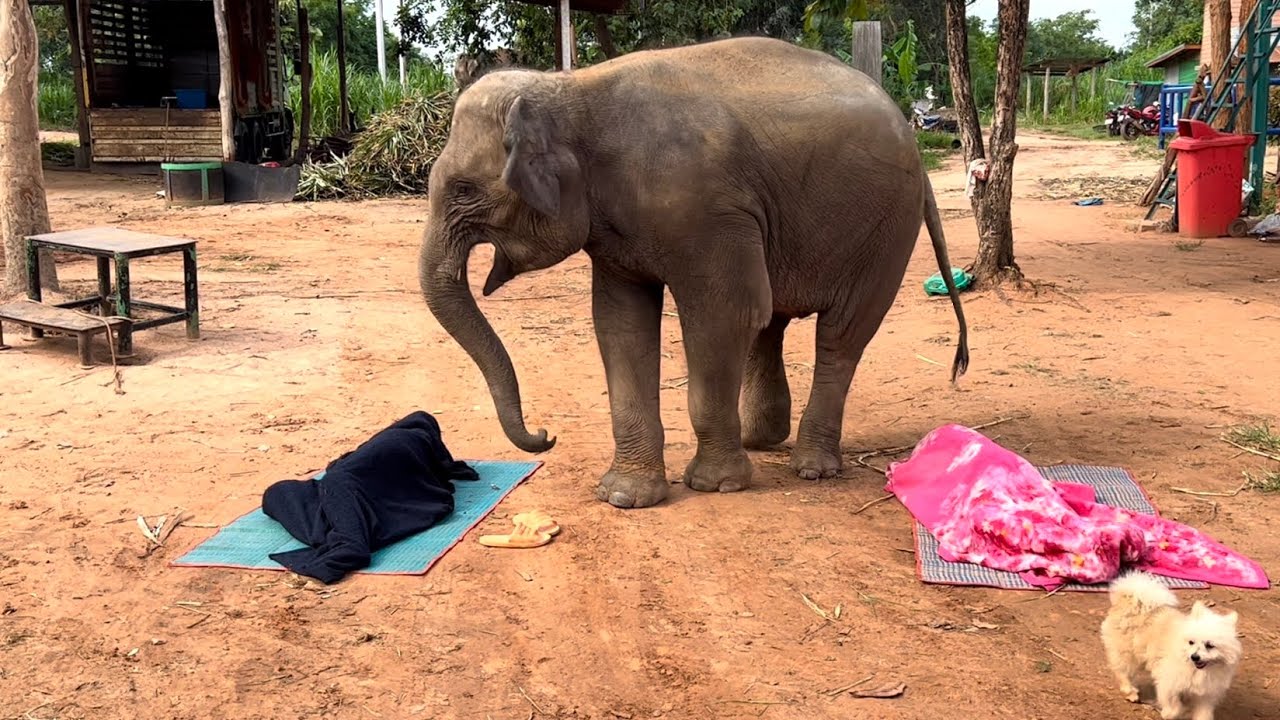 เกิดอะไร?ขึ้น สุพรรษา งง⁉️#ใครคือ…พี่ฟิล์ม #ใครคือ…พี่จิ