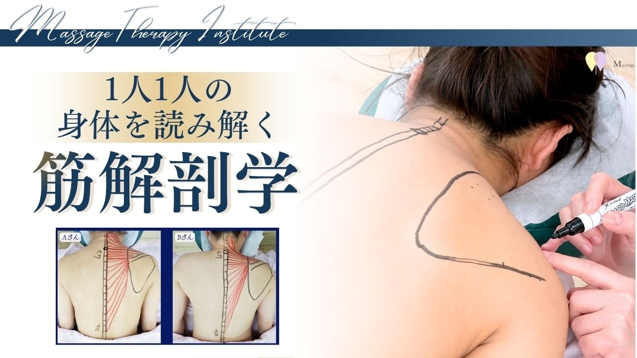 肩こりでも人によって施術ポイントが違う！僧帽筋を徹底解説【オイルマッサージのセラピスト必見】