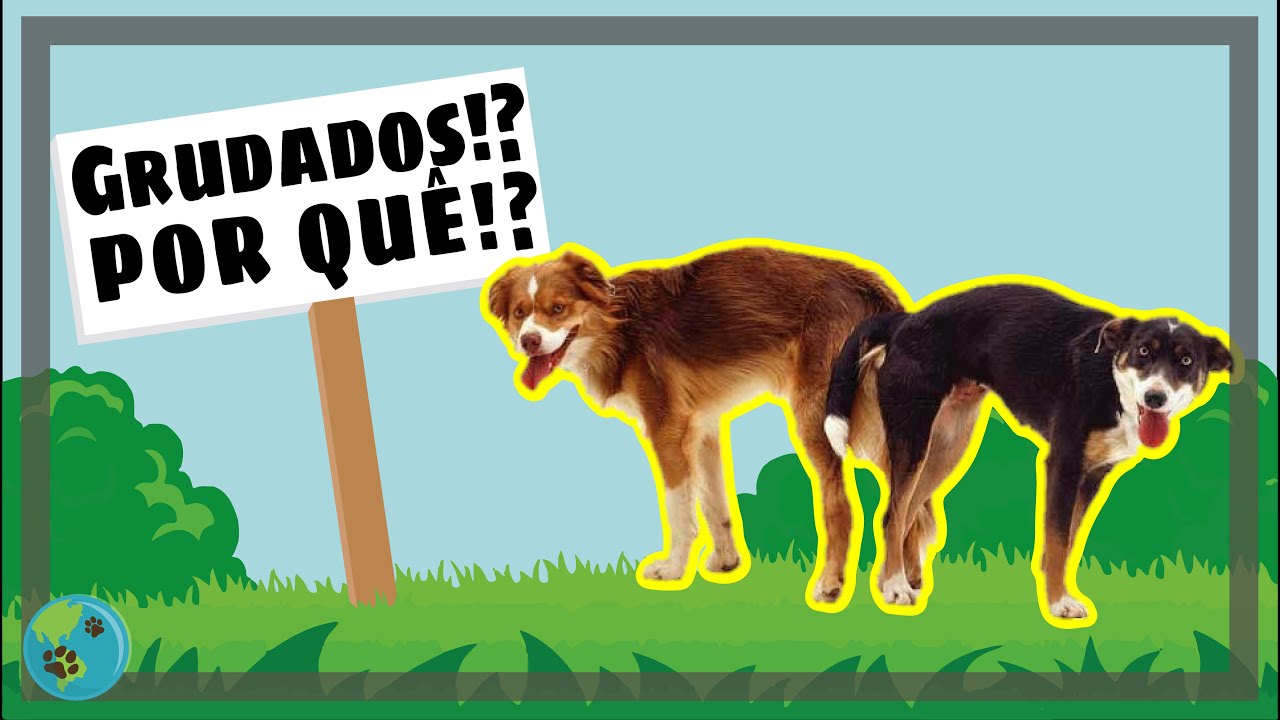Porque os Cachorros ficam grudados depois de cruzar? Como separar? - Veterinária Responde