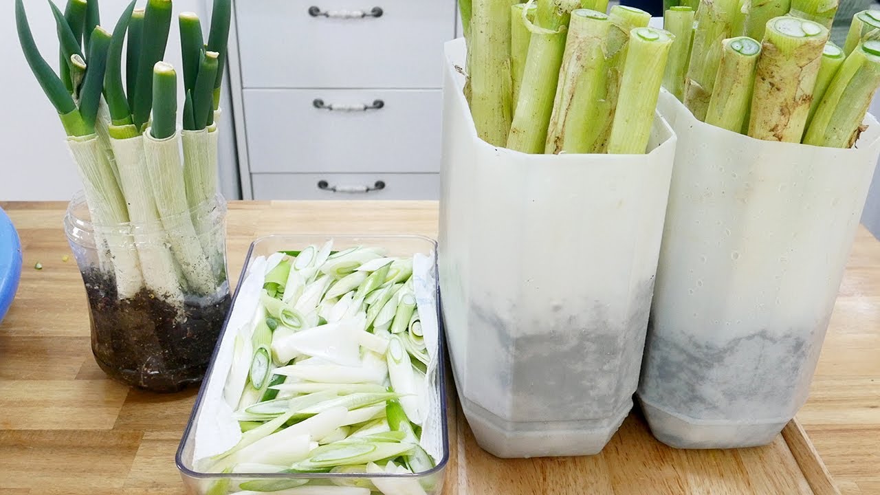 대파보관법(한달 이상)과 대파가루 등 활용법 ( How to store scallion )