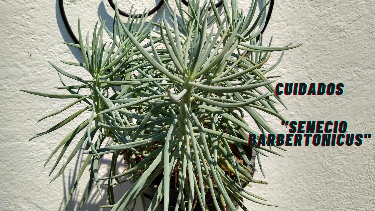 Senecio barbertonicus silver// Informaci&oacute;n sobre sus cuidados 🌵