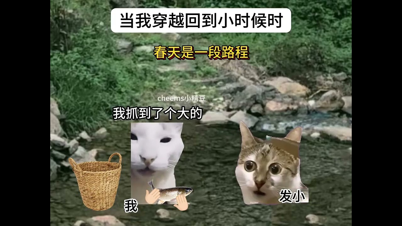 回不去的不止是时间 还有曾经的自己 #心愿阿美呀 #猫meme #猫meme小剧场