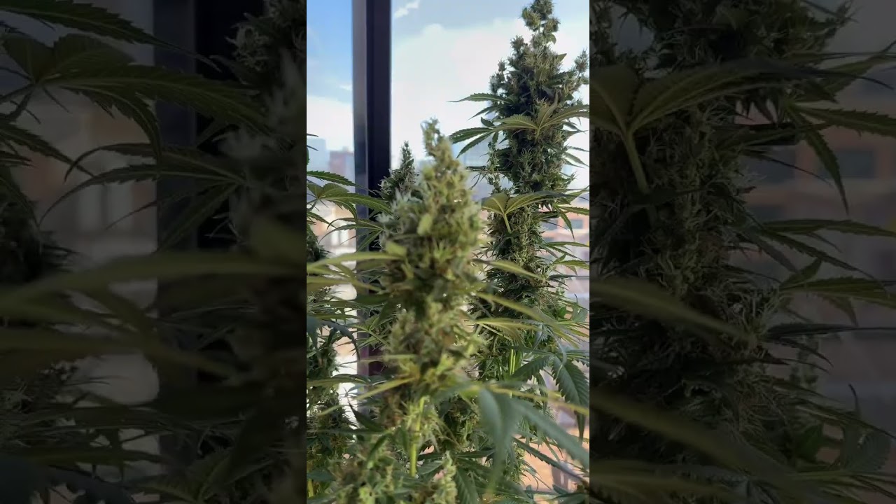 ✨ Loving how my Super Lemon Haze from Weed Seeds Express is thriving in the Grow Peaceful bucket! 🌿