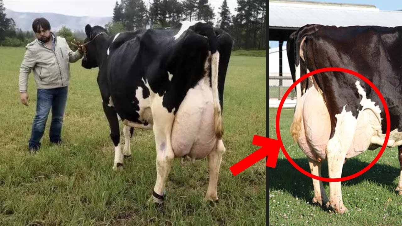 9 самых продуктивных пород коров для вашей молочной фермы | Лучшие породы коров для производства ...