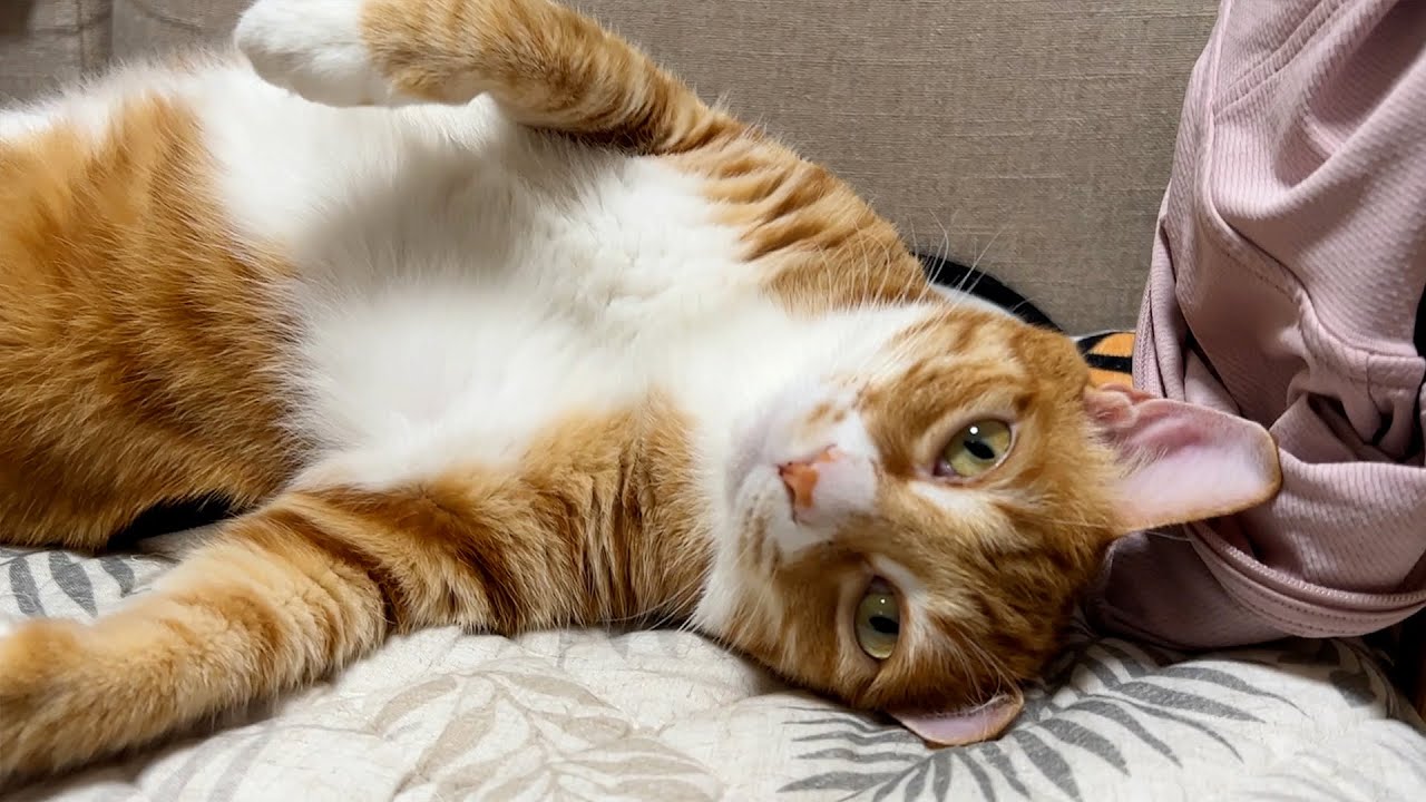 应该是全网脾气最好的猫猫了，一整个平躺的状态随便撸