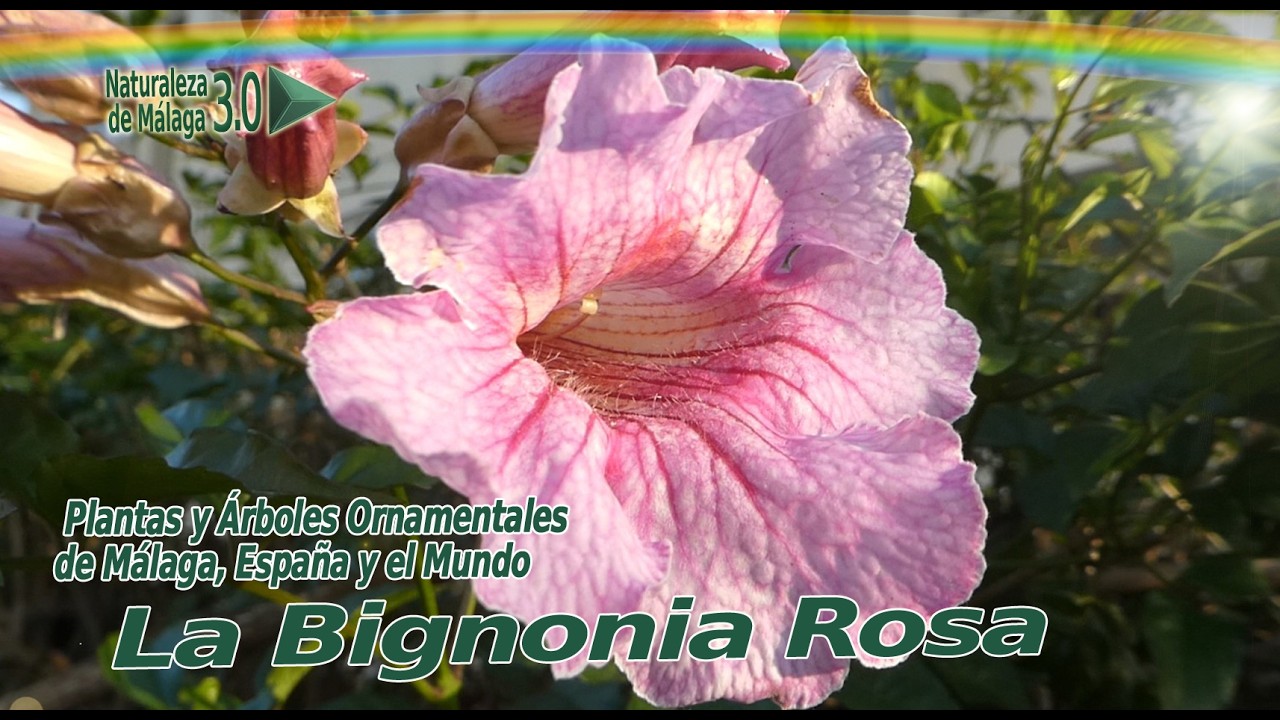 BIGNONIA ROSA O ARBUSTO DE PANDORA - PODRANEA RICASOLIANA