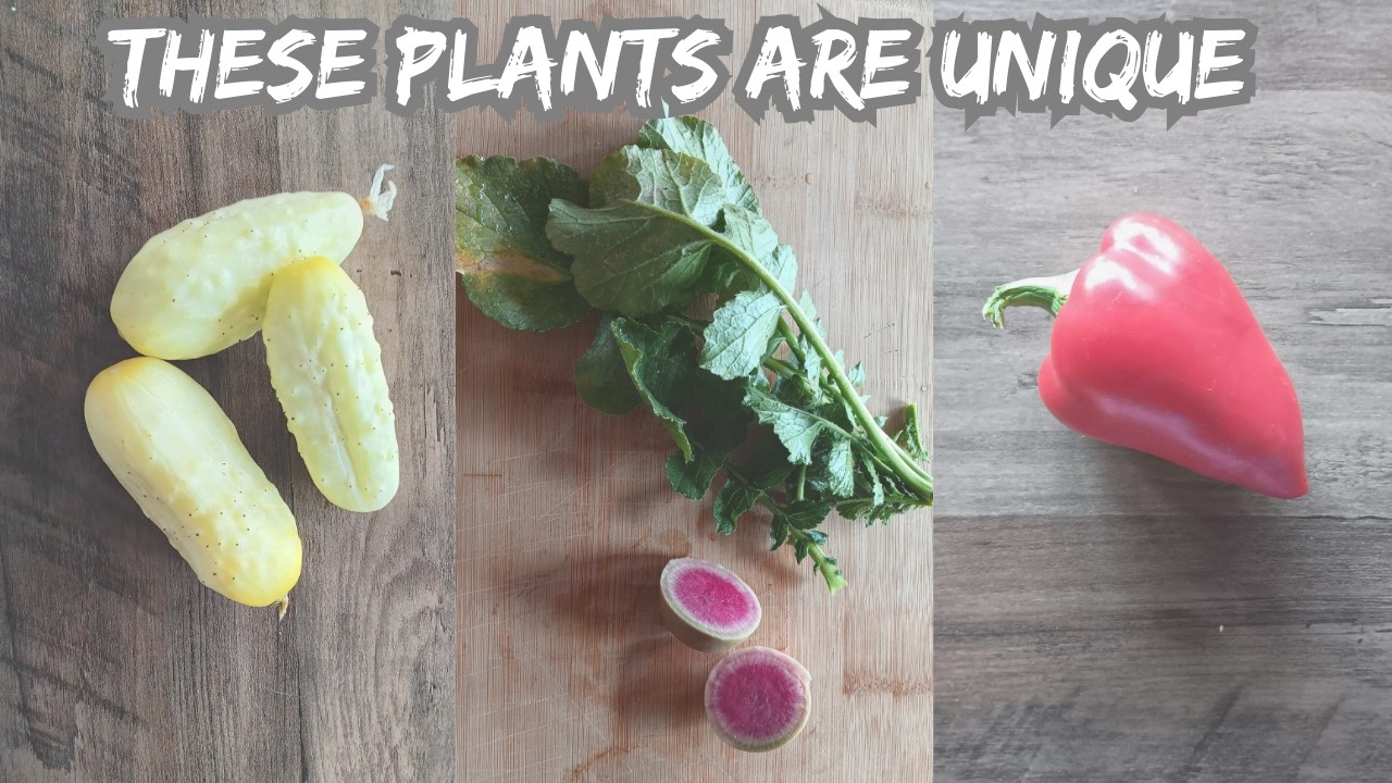 5 Unique Plants That Thrive in Containers 🌱