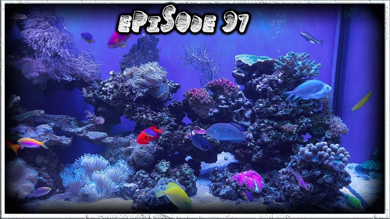 200 Gallon Reef Tank That I Clean!