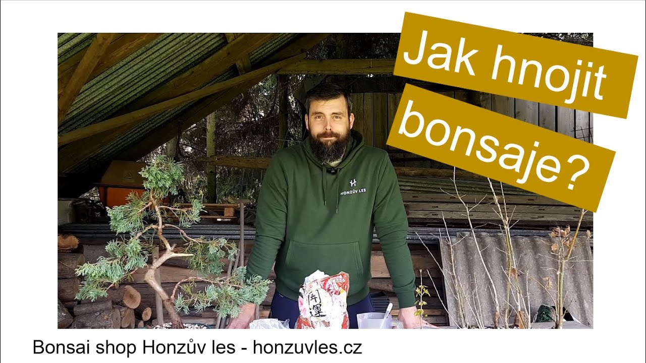 Jak hnojit bonsaje
