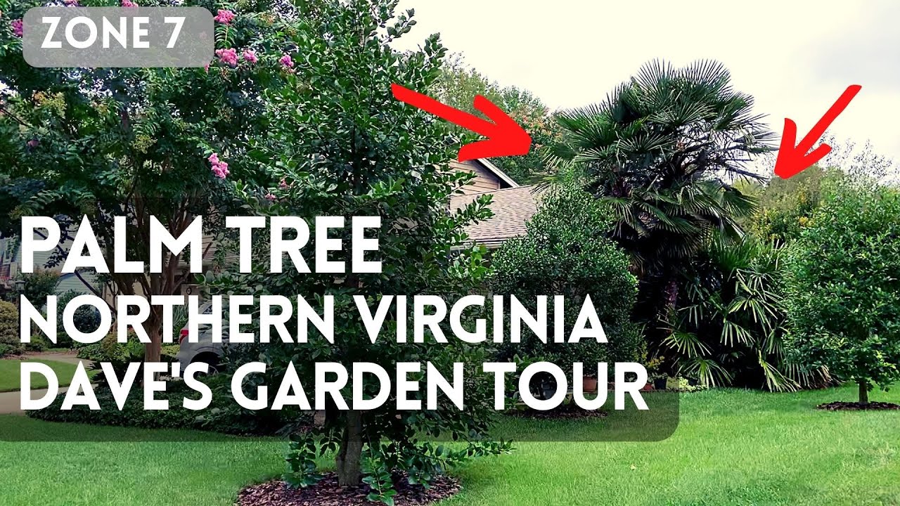 Cold hardy Windmill Palm Tree in Northern Virginia. Dave's Garden Tour. zone 7.