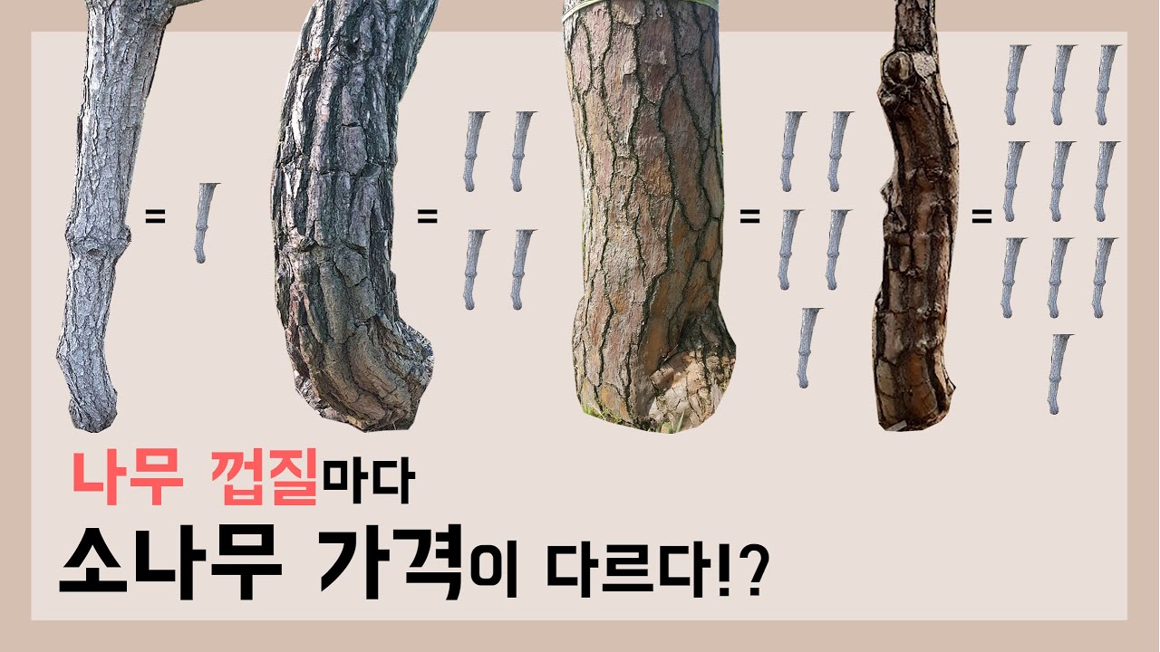 특별한 추석 선물. 재테크도 되는 소나무! (껍질,수피마다 가격이 다른 소나무!?)