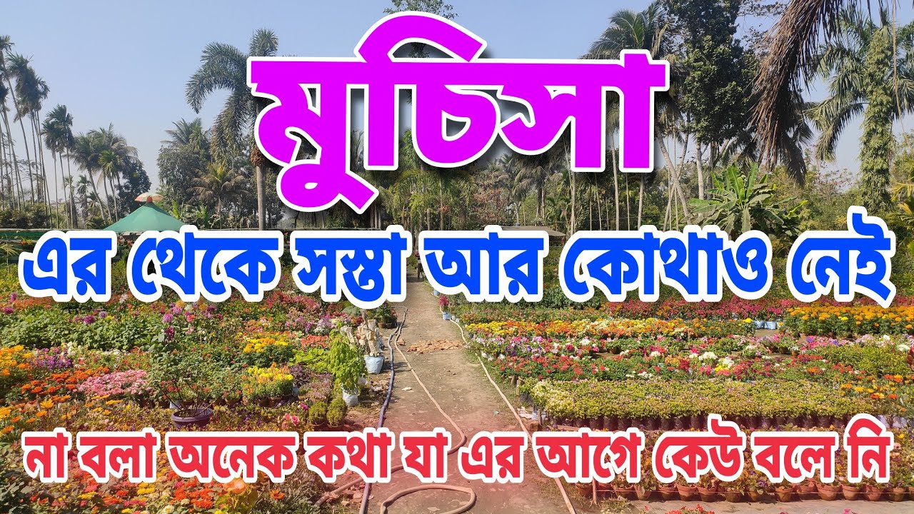 মুচিসা,পশ্চিমবঙ্গে এর থেকে সস্তায় আর কোন নার্সারি নেই || সব থেকে সহজে কিভাবে যাবেন যেনে নিনি ||