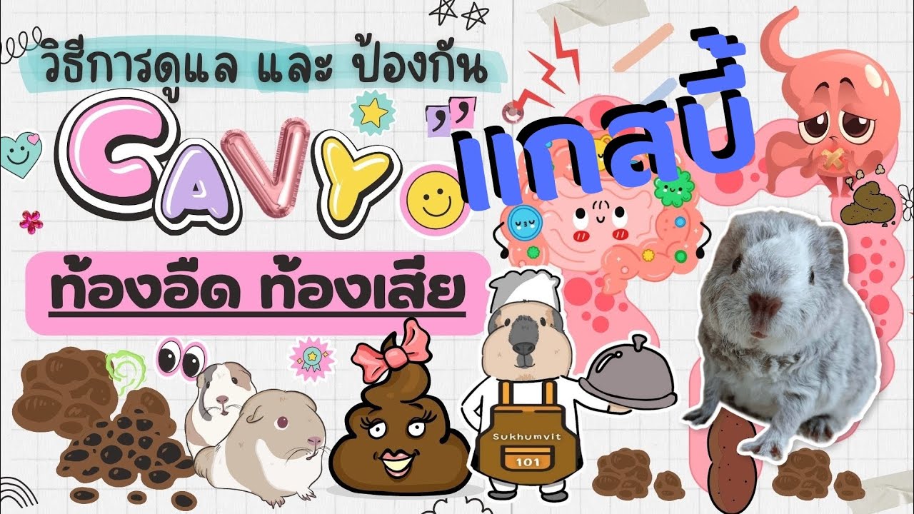 หนูแกสบี้ท้องอืด หนูแกสบี้ท้องเสีย