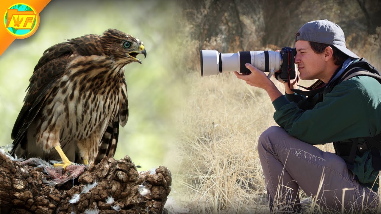 Top 5 Things I Filmed as a Wildlife Videographer in 2024