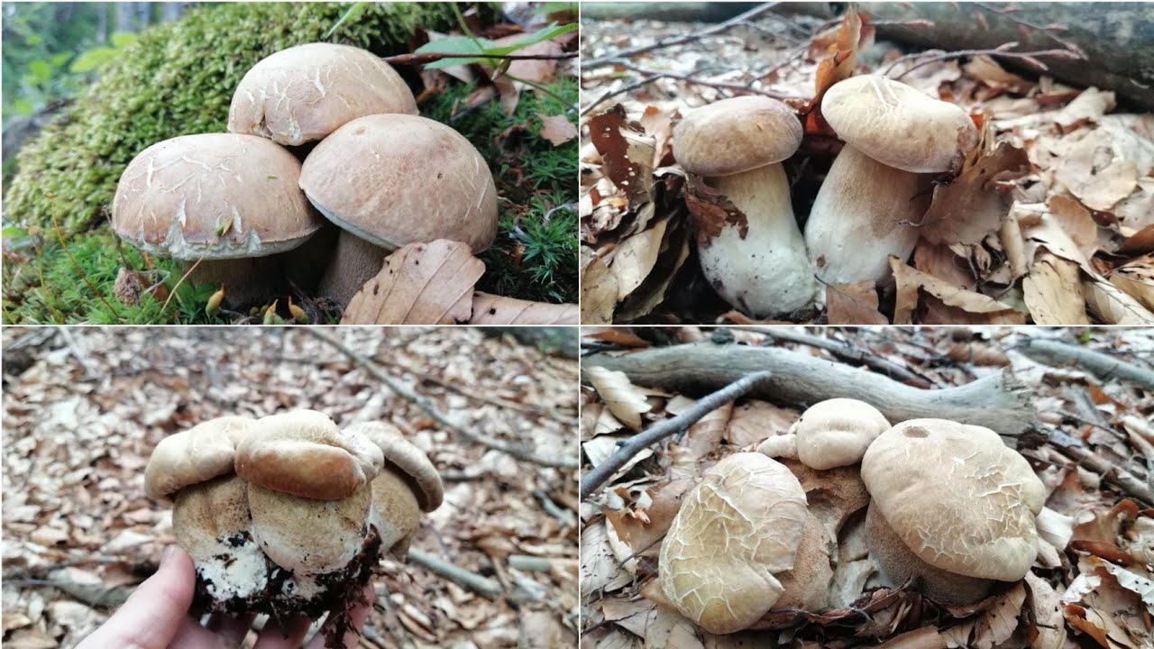 14 FUNGHI IN UN LUOGO! UNO SPETTACOLO | FUNGHI PORCINI 2022