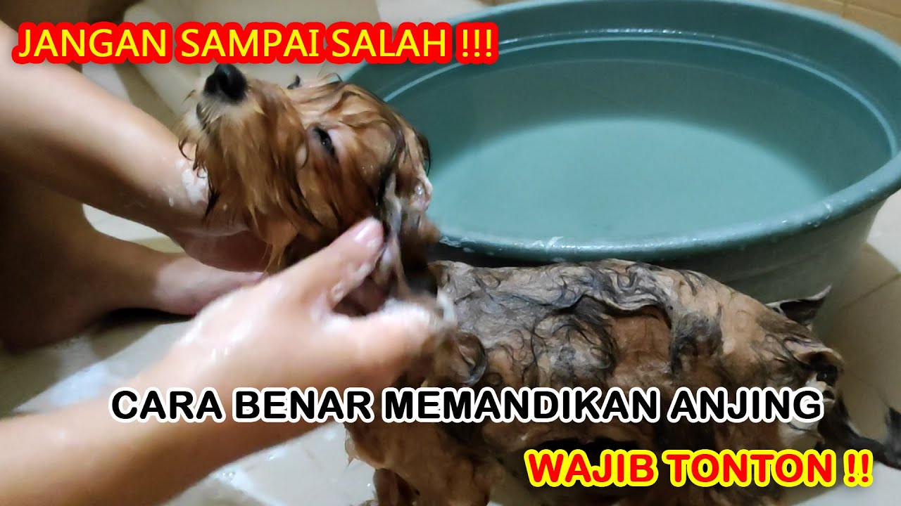 CARA PENTING MEMANDIKAN ANJING SECARA BENAR